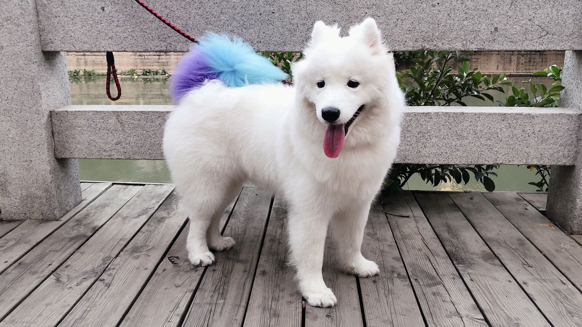 攀岩流珠挑战赛,突破极限的拼搏时刻,攀岩流程