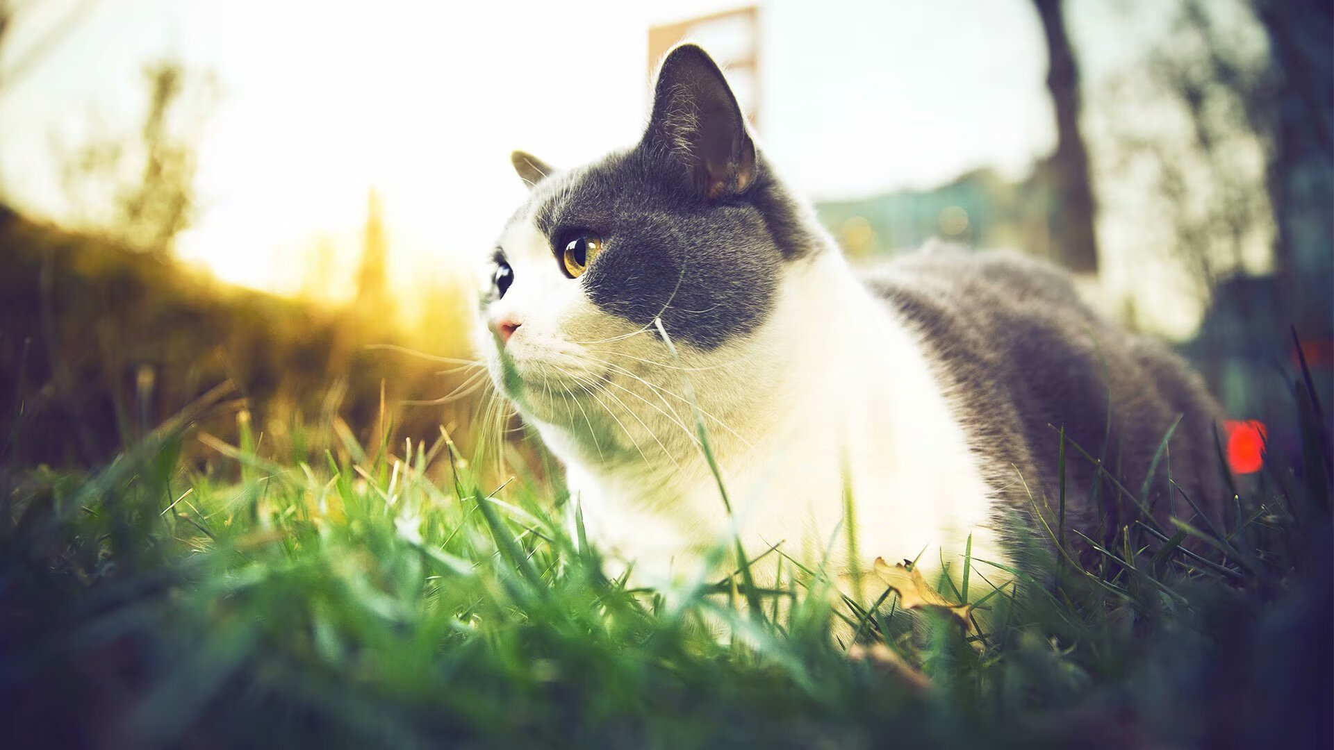 -国际体坛巨星足球精彩瞬间：场上对决，足球巨星比赛