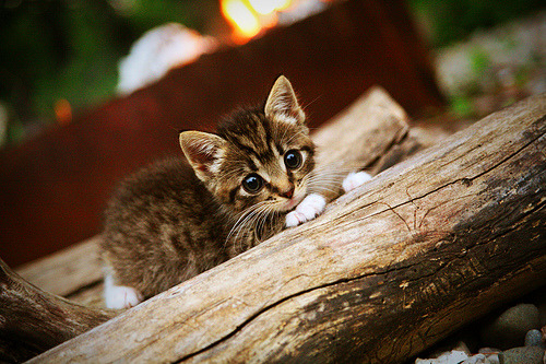 埃及国家德比吸引全球媒体关注，德比im