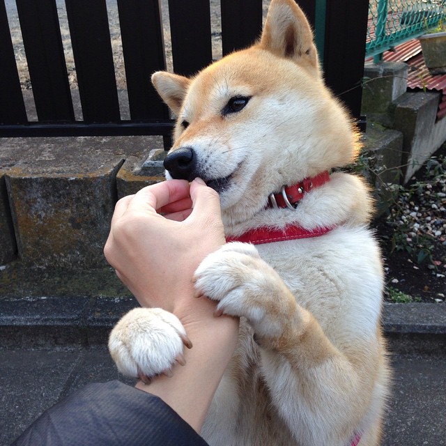 大赛中风头无两的球队再次登上巅峰，成为焦点