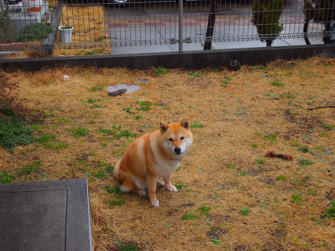 俱乐部世界杯-山东男篮豪胜北京队，取得关键胜利，山东男篮与北京男篮直播
