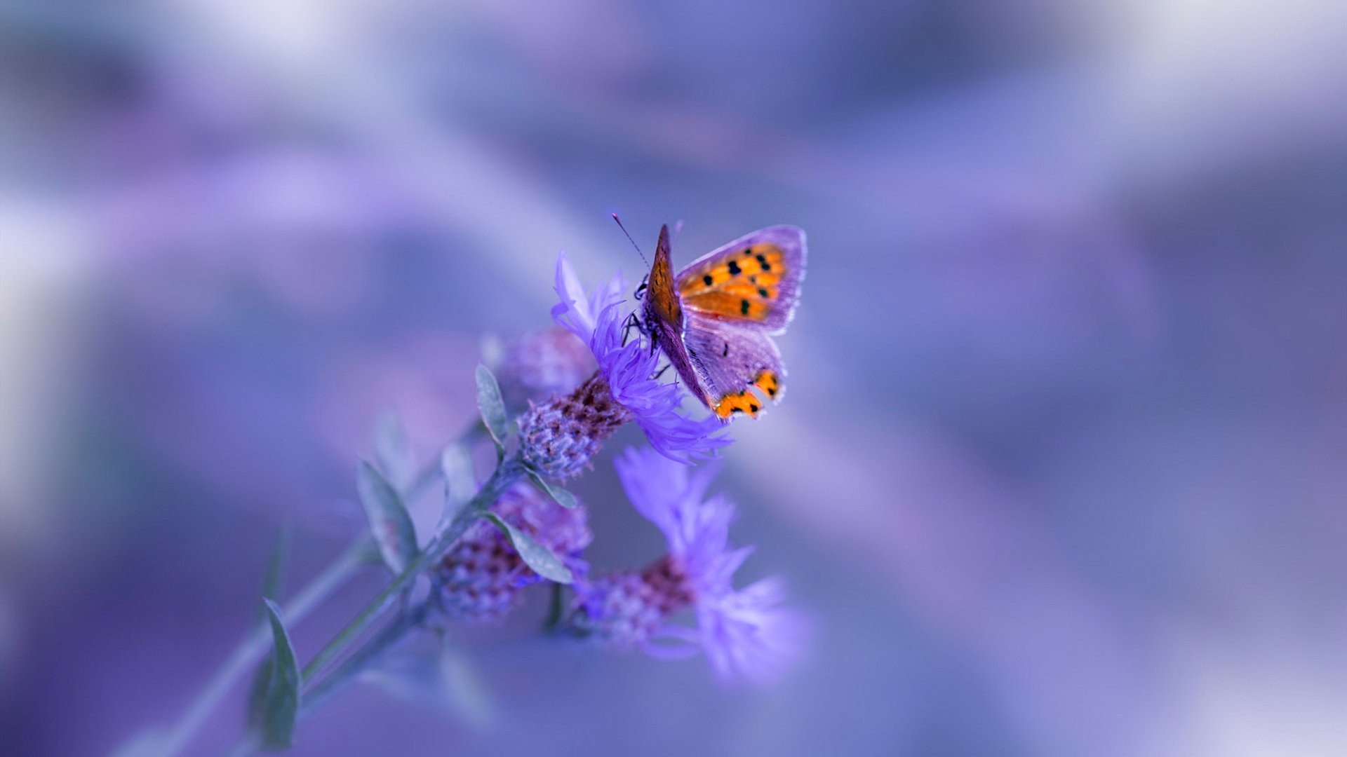 2025世俱杯赛程表比赛时间-意甲球队备战疲劳阶段，冲刺关键阶段，意甲19一20赛季收入分配方案