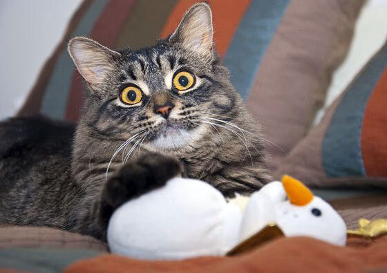 中小学体育教师培训体系建设研究，中小学体育教师培训体系建设研究报告