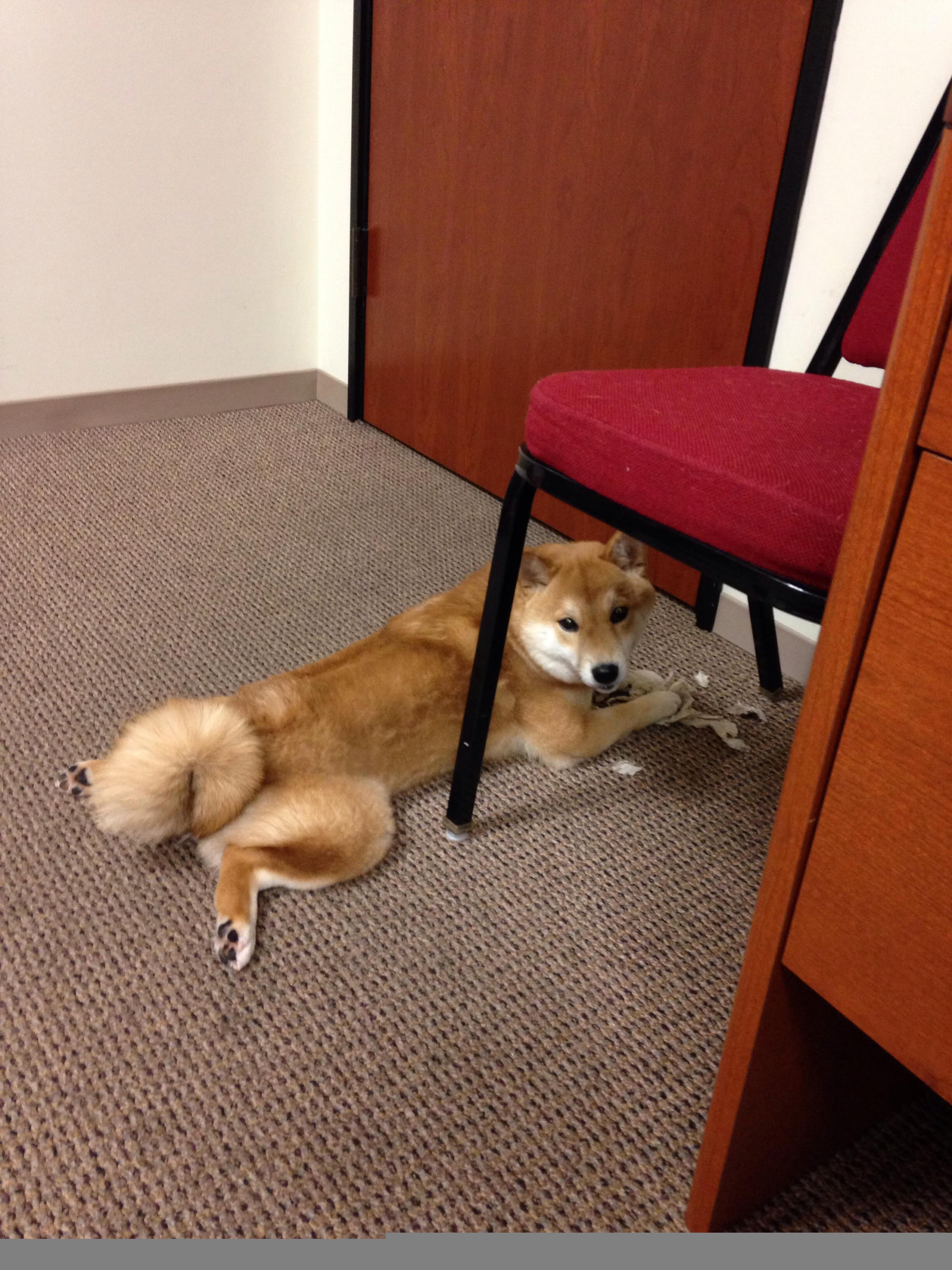 “腰旗橄榄球：东部新区赛场带来全新观赛体验”