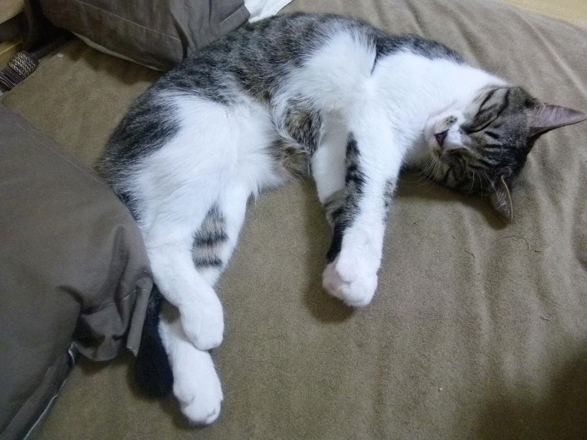 FIFA Club World Cup-中国女篮引进康复团队保持球员状态，中国女篮好样的